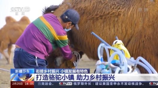 種蘑菇、養(yǎng)駱駝...。。特色產(chǎn)業(yè)助力鄉(xiāng)村振興走新路