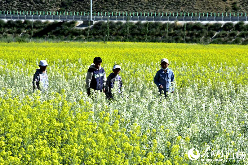 小孩在油菜花田嬉戲。人民網(wǎng) 李海霞攝
