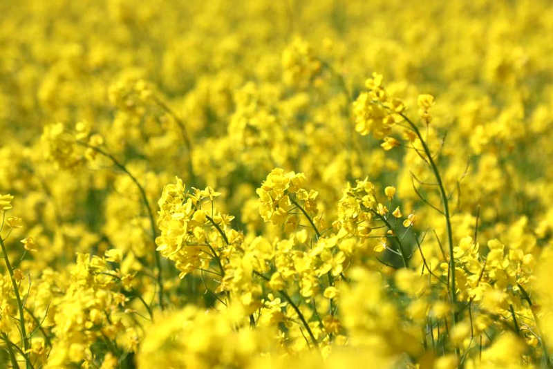油菜花盛開(kāi)。洛克攝