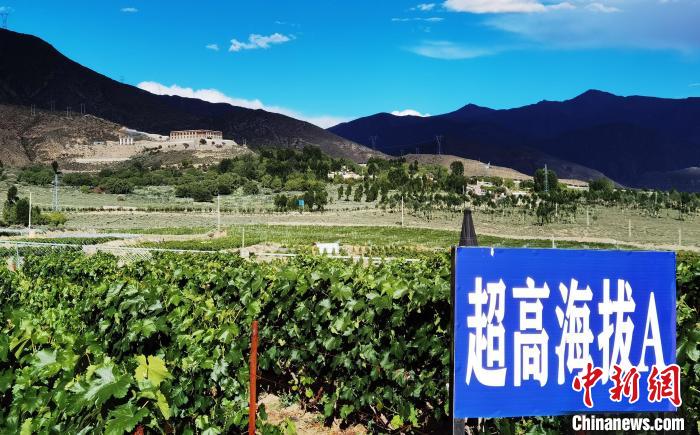 圖為桑日縣種植的葡萄。　山南桑日縣委宣傳部提供