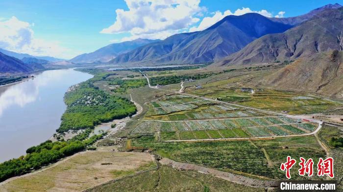 圖為桑日縣葡萄種植基地?！∩侥仙Ｈ湛h委宣傳部提供