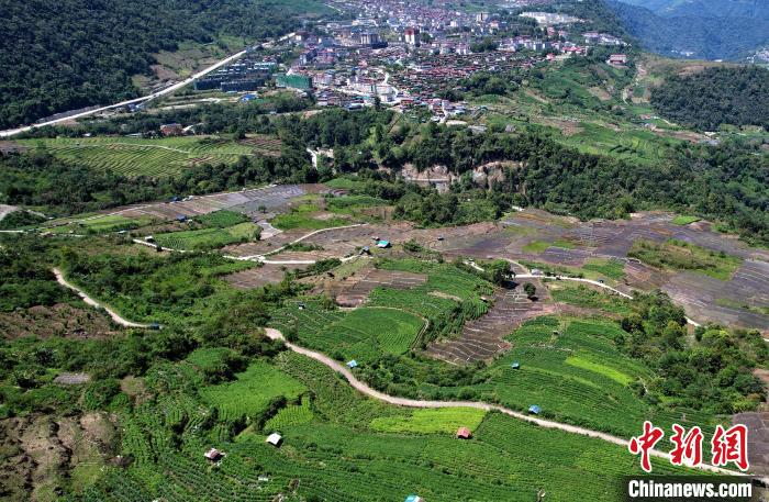 圖為西藏林芝市墨脫縣城附近的茶田。(無人機(jī)照片) 李林 攝
