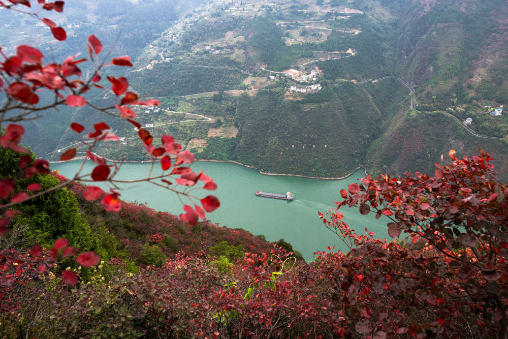 船舶行駛在紅葉掩映下的長江三峽重慶市巫山縣水域（2023年11月30日攝）。新華社記者 肖藝九 攝