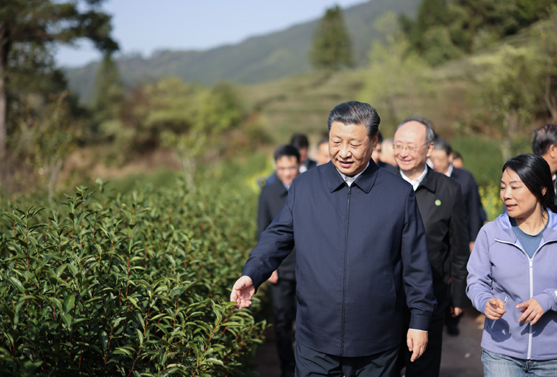 2021年3月22日下午，習近平在福建省南平市武夷山市星村鎮(zhèn)燕子窠生態(tài)茶園，察看春茶長勢，了解當?shù)夭璁a(chǎn)業(yè)發(fā)展情況。