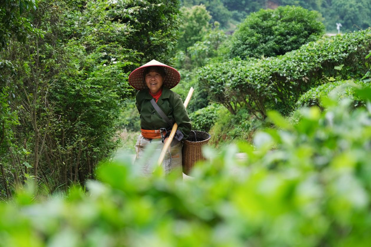2024年4月24日，湖南省衡陽市耒陽市龍?zhí)伶?zhèn)江頭貢茶葉種植專業(yè)合作社，村民在茶山采摘茶葉，實現(xiàn)了家門口就業(yè)。