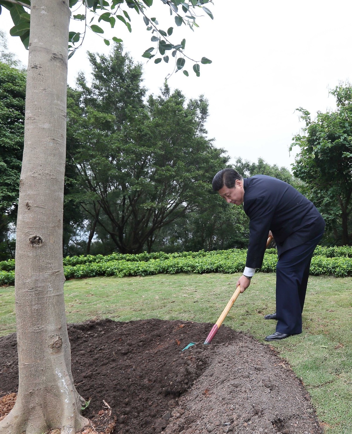 2012年12月8日，習(xí)近平在深圳蓮花山公園種下一棵高山榕樹。