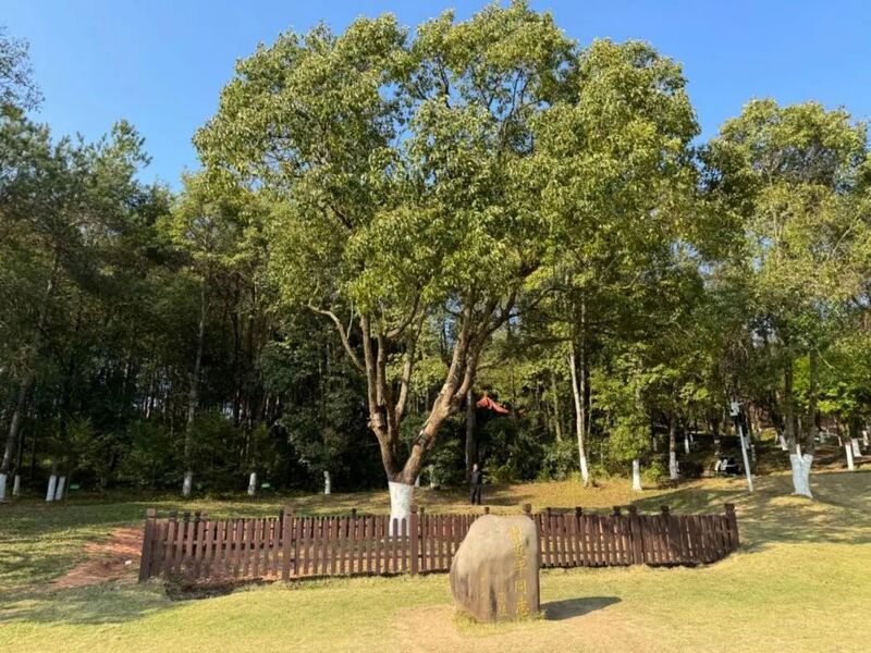 習(xí)近平同志為福建省長(zhǎng)汀縣水土保持科教園捐種的香樟樹。圖源：學(xué)習(xí)時(shí)報(bào)