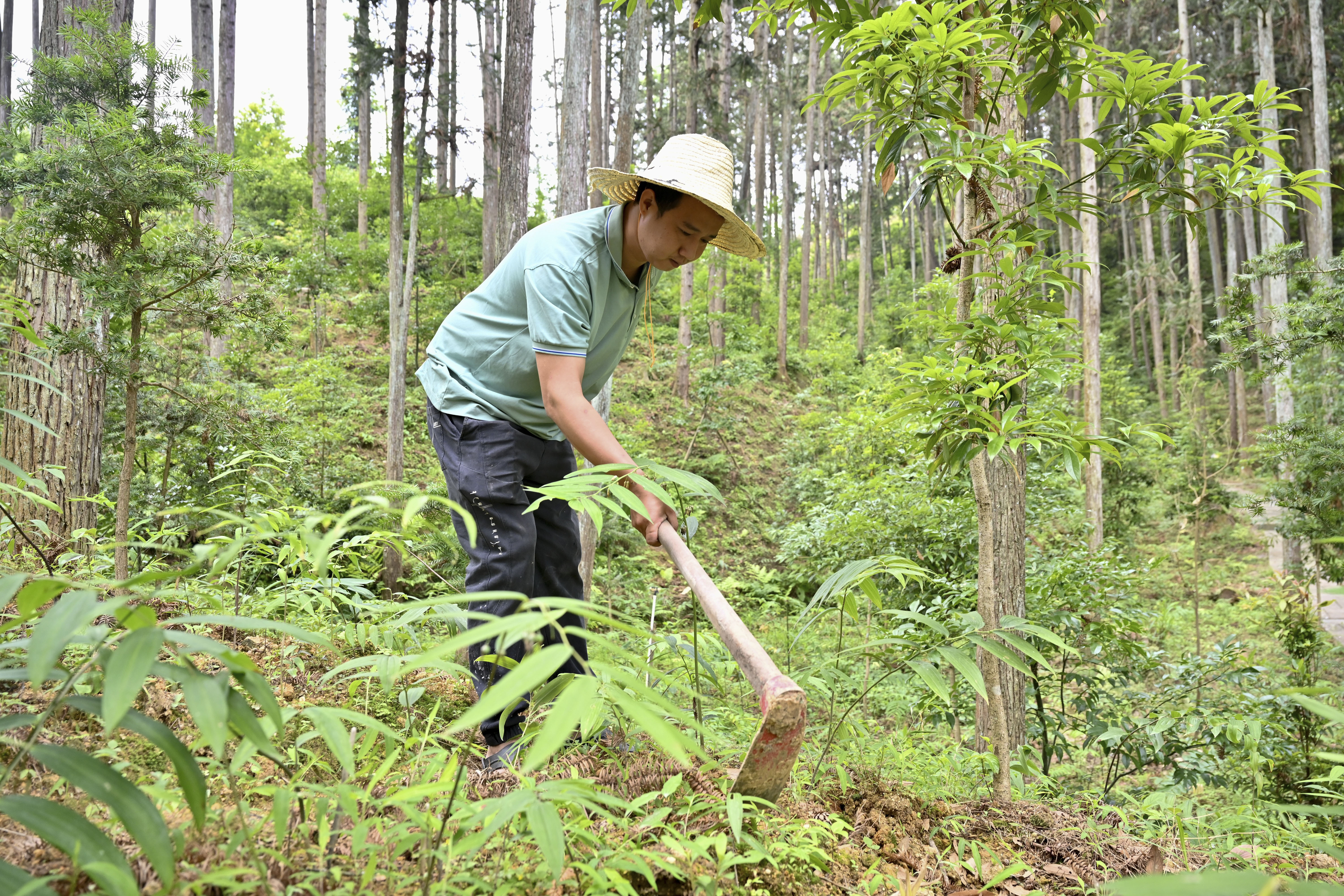 2024年5月9日，福建省三明市馬巖林下經(jīng)濟(jì)種植示范基地工人在管理林下種植的多花黃精。