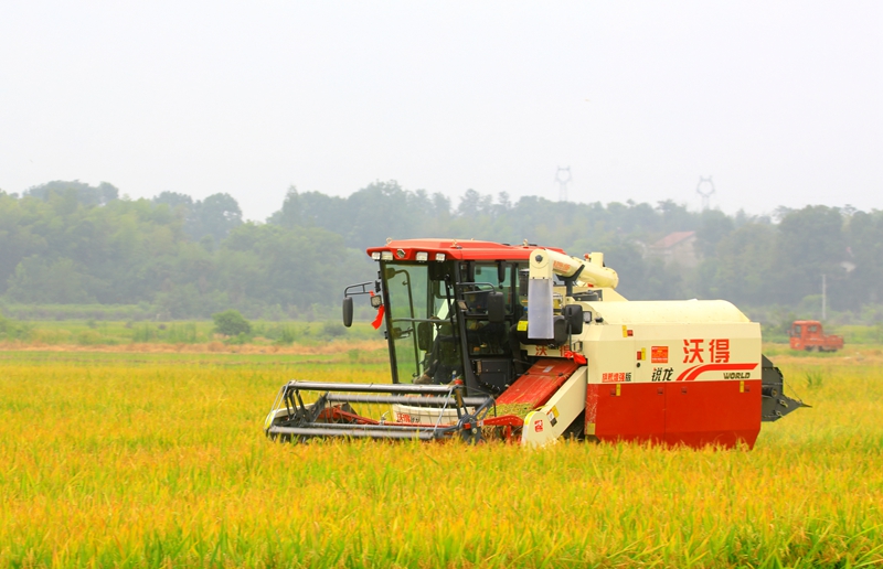 早稻收割忙，農(nóng)機(jī)來(lái)助力。常德市鼎城區(qū)融媒體中心供圖