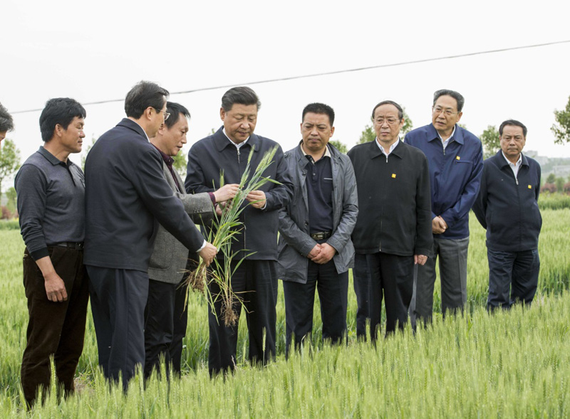 2016年4月25日下午，習(xí)近平在安徽滁州市鳳陽(yáng)縣小崗村察看小麥長(zhǎng)勢(shì)。左一為種糧大戶程夕兵。新華社記者 李學(xué)仁 攝