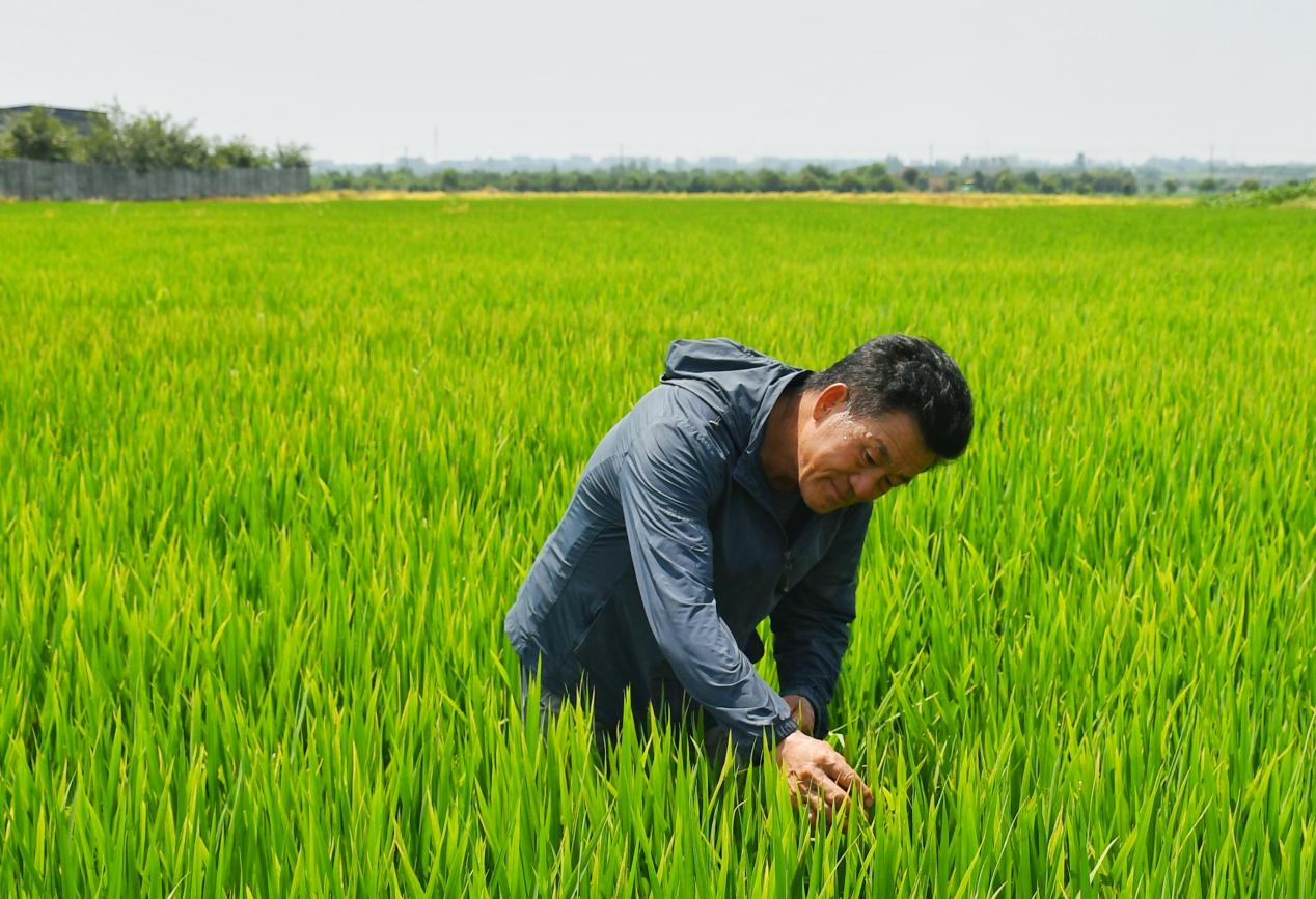 程夕兵在農(nóng)田里檢查水稻種植情況。人民網(wǎng)記者 周坤 攝