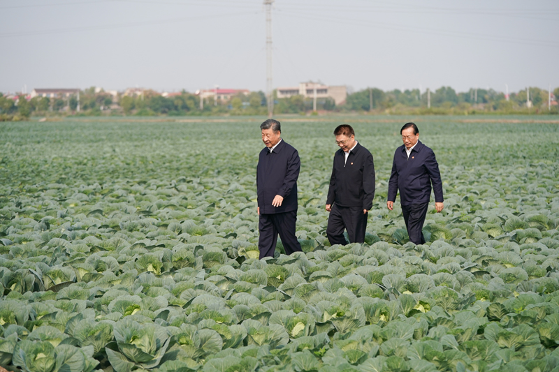 2024年11月5日，習近平總書記在湖北嘉魚潘家灣鎮(zhèn)十里蔬菜長廊考察。