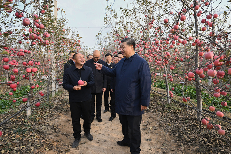 2022年10月26日，習(xí)近平總書記在陜西省延安市安塞區(qū)高橋鎮(zhèn)南溝村的蘋果園里同老鄉(xiāng)們親切交流。