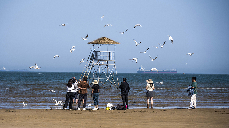 2024年5月12日，河北秦皇島，北戴河鴿子窩公園成群海鷗在天空中自由翱翔，與大海、藍(lán)天構(gòu)成了一幅美麗的畫卷。
