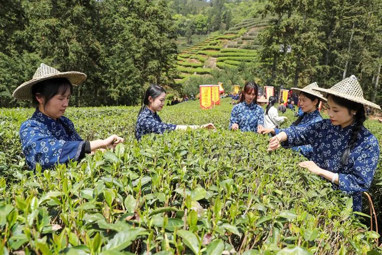 2025年4月13日，福建武夷山市星村鎮(zhèn)朝陽(yáng)村茶農(nóng)在生態(tài)茶園展示采茶。新華社發(fā)（邱汝泉 攝）