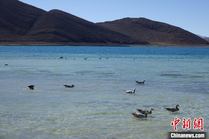 圖為過冬的候鳥在羊湖游弋?！∪轿木?攝