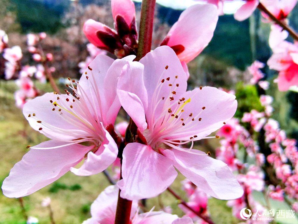 林芝桃花開。人民網(wǎng) 李海霞攝