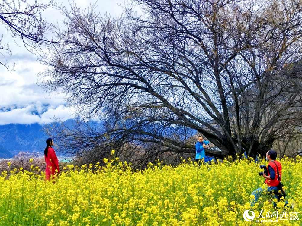 游客在桃花下拍照留念。人民網(wǎng) 李海霞攝