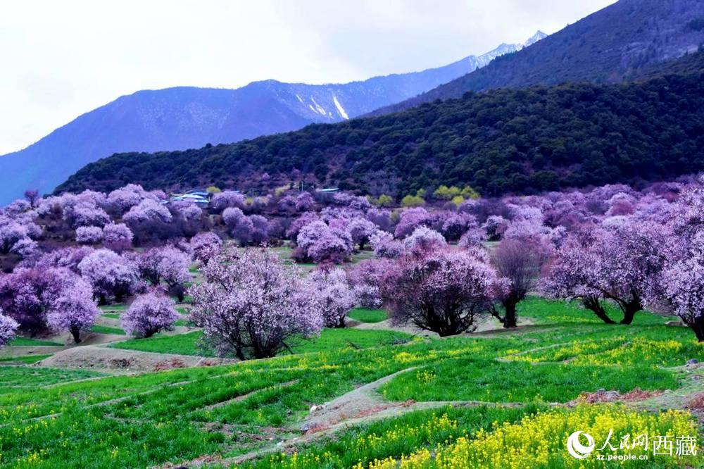 一樹樹野桃花開得正艷。人民網(wǎng) 李海霞攝