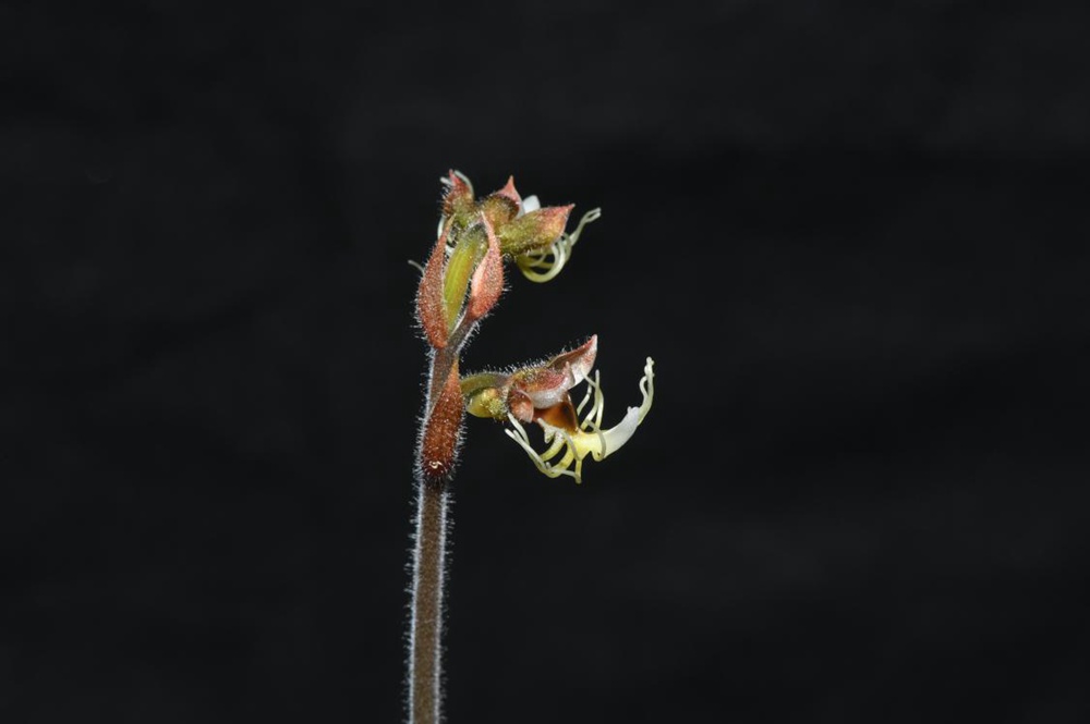 墨脫金線蘭。金效華攝