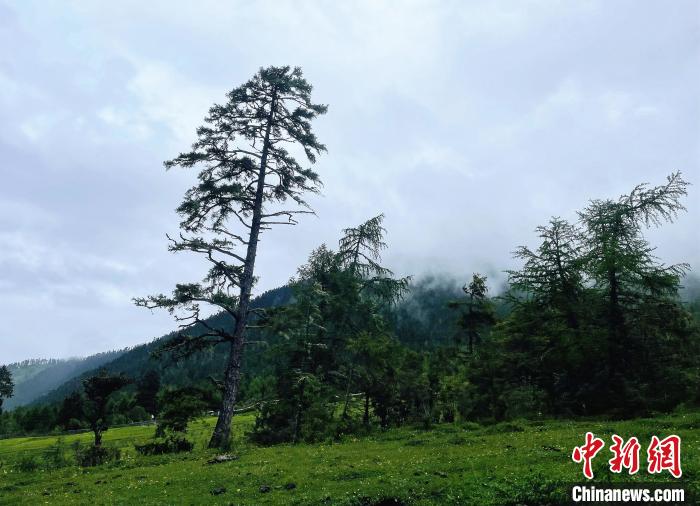 6月10日，魯朗小鎮(zhèn)高山牧場景區(qū)風(fēng)光?！∪轿木?攝