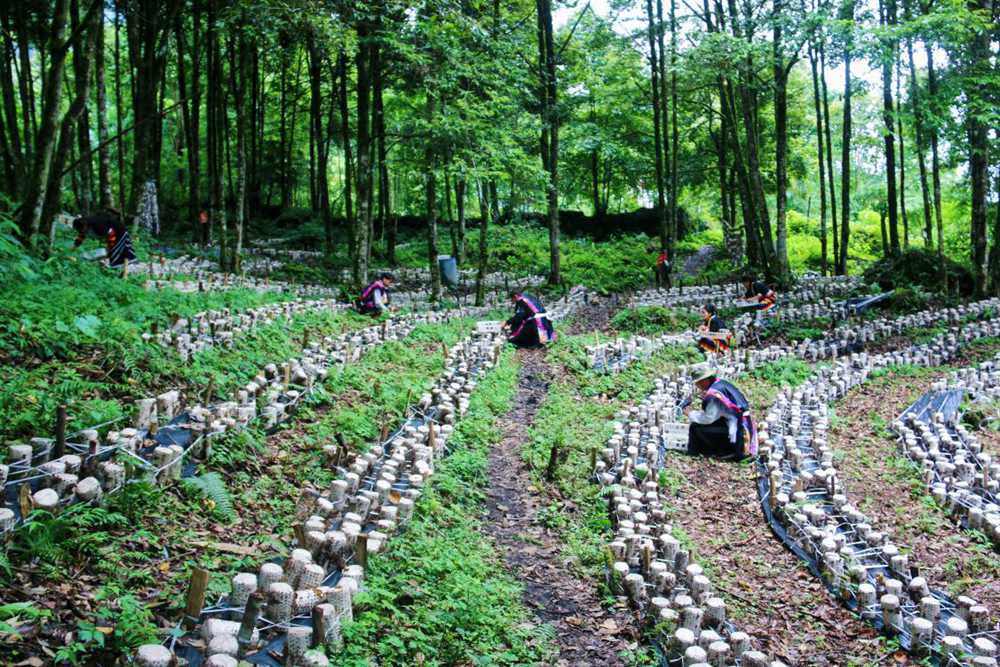 木耳種植基地。次仁央宗攝
