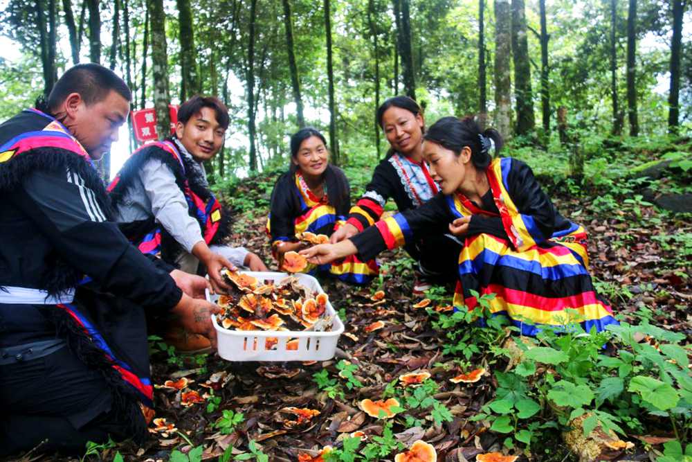 村民采摘林芝。次仁央宗攝