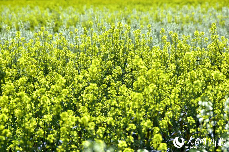 盛開的小油菜花。人民網(wǎng) 李海霞攝