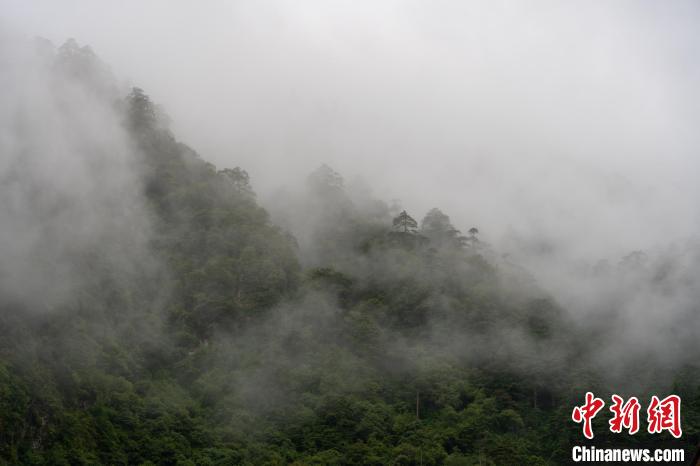 雨后勒布溝的云霧?！〗w波 攝
