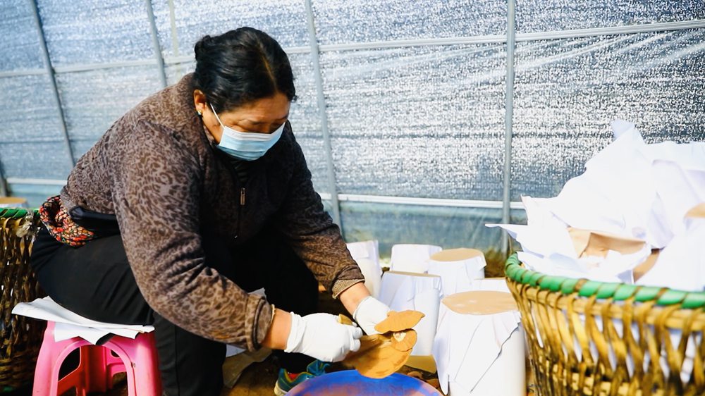 采收靈芝孢子粉。