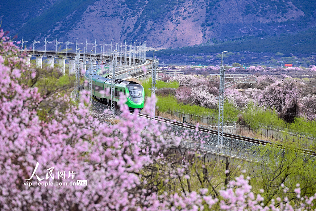 西藏林芝：雪域高原列車穿越花?！?】