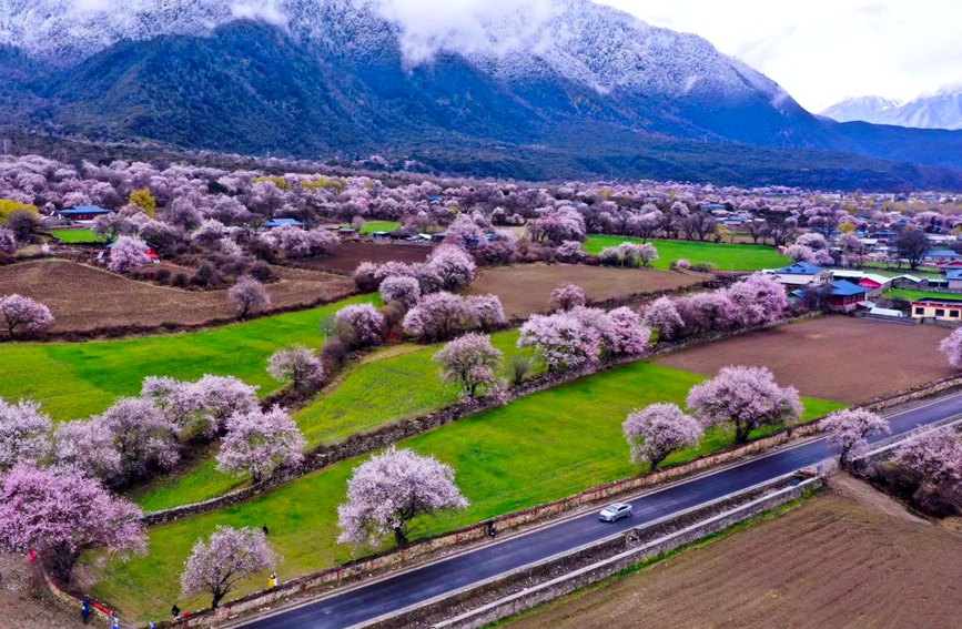 波密縣傾多鎮(zhèn)如納村盛開(kāi)的桃花。徐馭堯攝