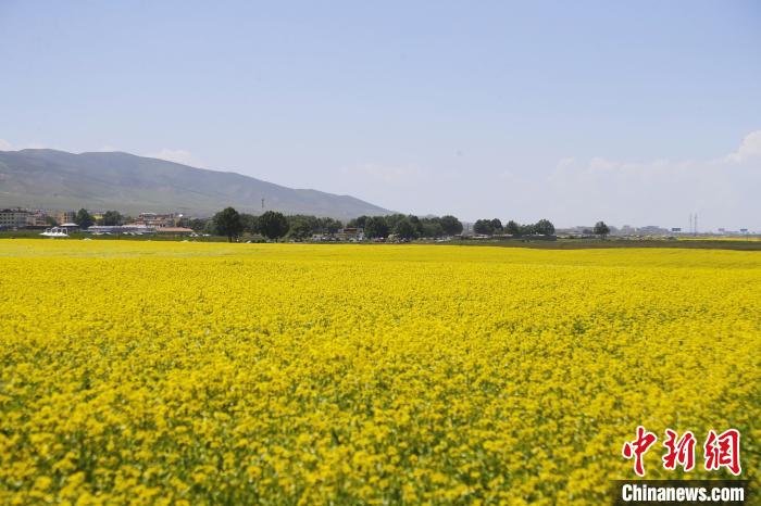 圖為青海湖畔油菜花海?！●R銘言 攝