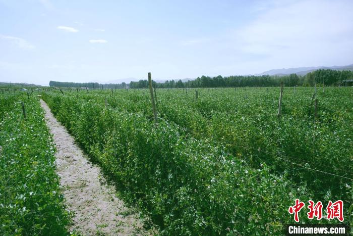 天祝縣高原綠色(有機(jī))蔬菜基地種植的食用莢豆。　闕道華 攝