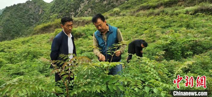 圖為張金利調(diào)研適合阿拉村種植的農(nóng)作物，經(jīng)過不斷改良技術(shù)后，產(chǎn)量大大提高。(資料圖)甘肅省水利廳供圖