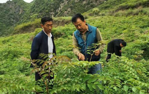圖為張金利調(diào)研適合阿拉村種植的農(nóng)作物，經(jīng)過不斷改良技術(shù)后，產(chǎn)量大大提高。(資料圖)甘肅省水利廳供圖