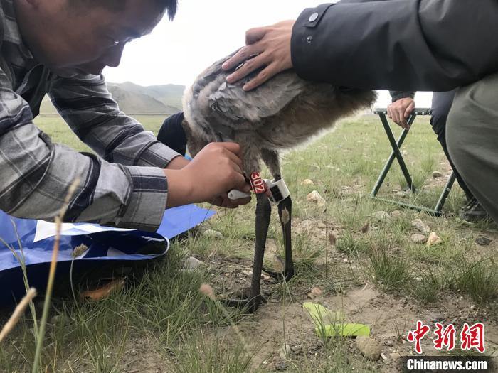 圖為研究人員為黑頸鶴佩戴GPS跟蹤設(shè)備。祁連山國(guó)家公園青海省管理局供圖