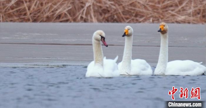 圖為疣鼻天鵝與大天鵝。　青海國家公園觀鳥協(xié)會(huì)供圖 攝