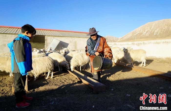 圖為哇保和孫子正在喂羊?！〔彭?xiàng)什姐 攝