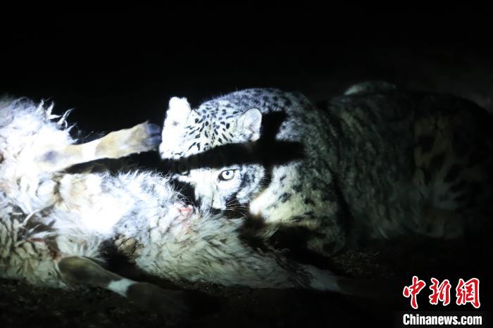長江源、瀾滄江源啟動旗艦物種雪豹及棲息地保護(hù)項(xiàng)目