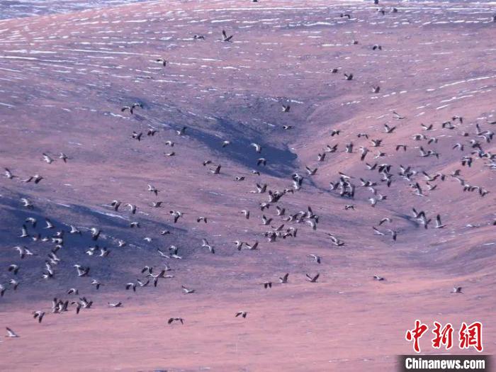 圖為黑頸鶴翔集于青海嘉塘草原上。　青海省玉樹藏族自治州稱多縣委宣傳部供圖