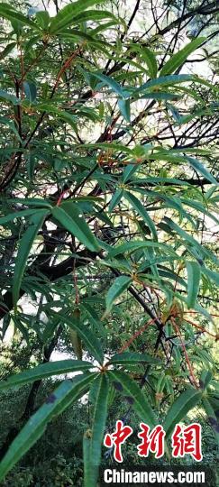 被稱為植物界“大熊貓”的五小葉槭植物?！】刀ㄊ形麄鞑抗﹫D