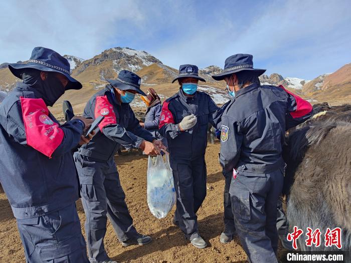 圖為義警隊(duì)員協(xié)助工作人員為牦牛接種疫苗?！∏嗪９逯莠斍呖h公安局下大武派出所供圖