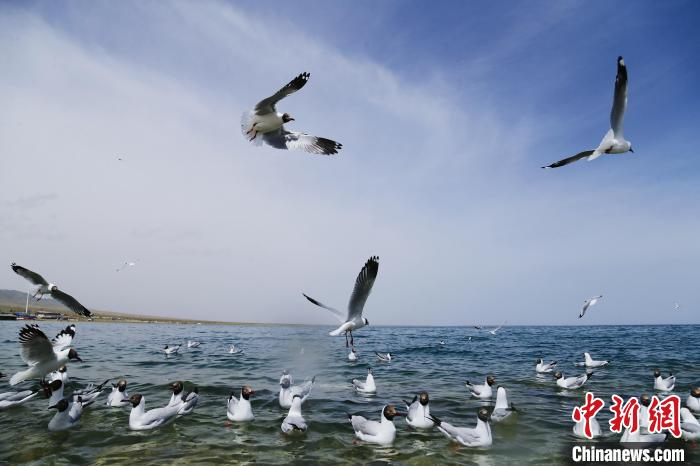 圖為水鳥在青海湖飛翔?！●R銘言 攝