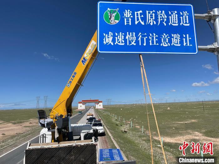 圖為青海省海北州剛察縣設(shè)立的普氏原羚通道警示牌?！∏嗪Ｊ『１敝萑嗣駲z察院供圖