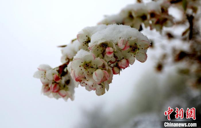 花兒被冰雪覆蓋。　李永安 　攝