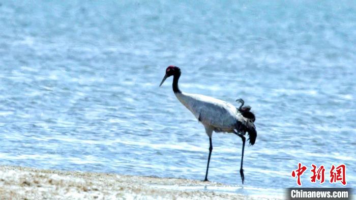 圖為黑頸鶴在青海湖畔散步?！《砣詹囟?攝