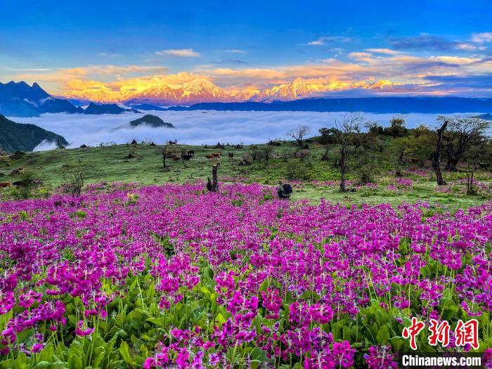 春天的牛背山花海。　游蓉萍 攝
