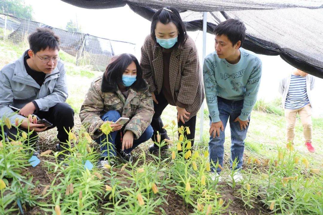 彭州對口支援工作組隊項目組查看瓦布貝母種植情況。彭州市宣傳部供圖