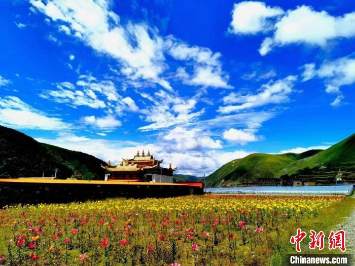 近百畝百合花競相開放，景色誘人?！∪捞量h委宣傳部供圖